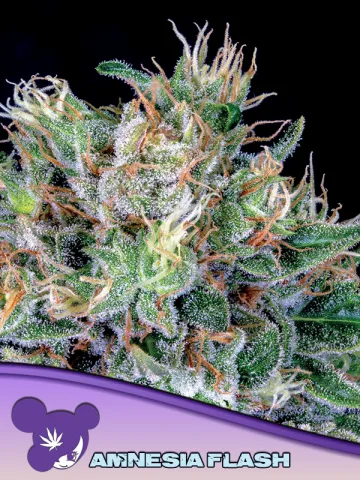 Amnesia Flash – Anesia Seeds – feminized