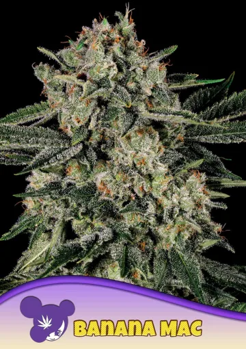 Banana MAC – Anesia Seeds – feminized