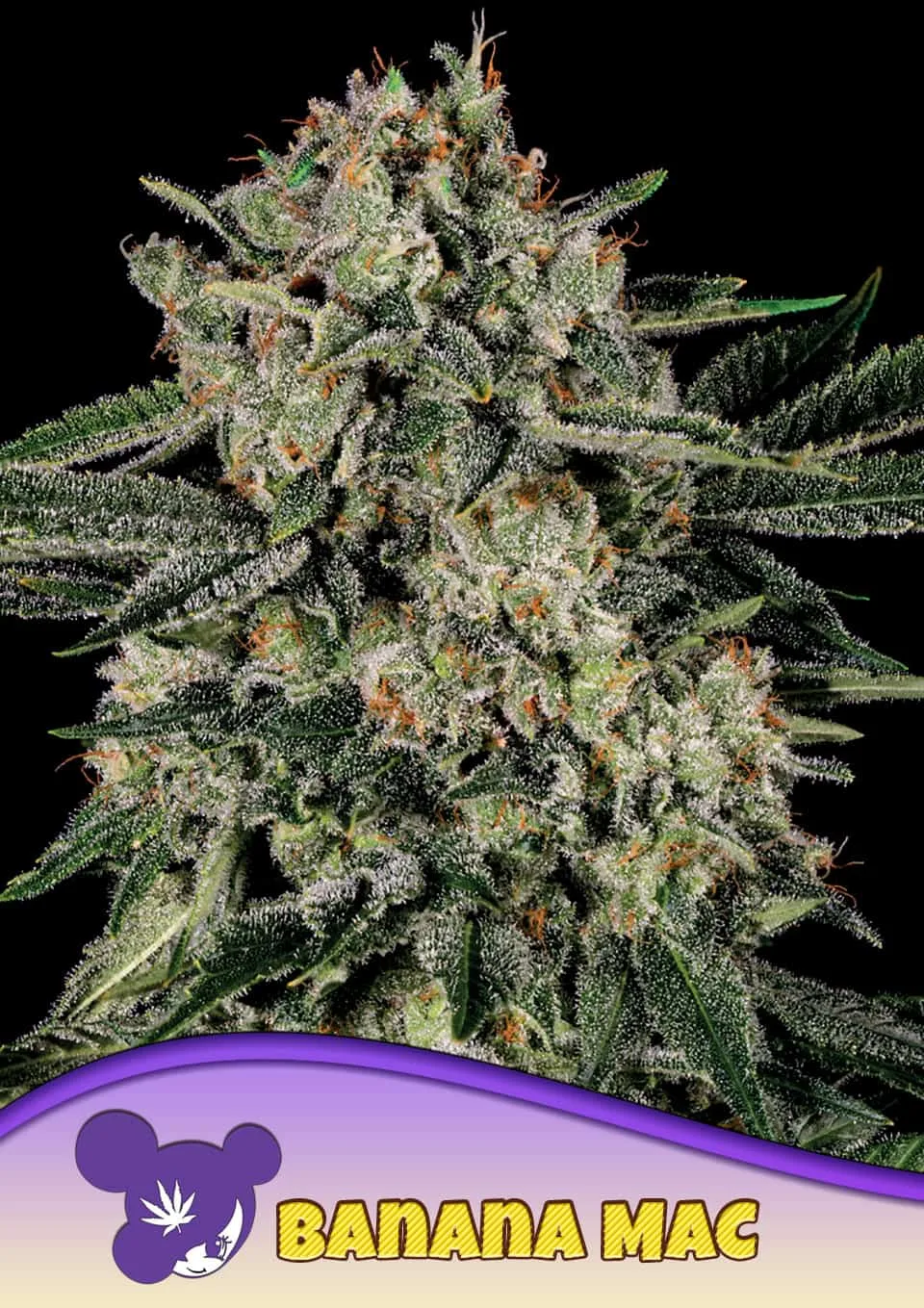 Banana MAC – Anesia Seeds – feminized