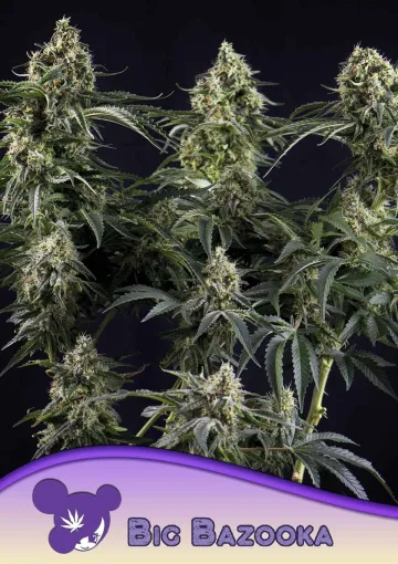 Big Bazooka – Anesia Seeds – feminized