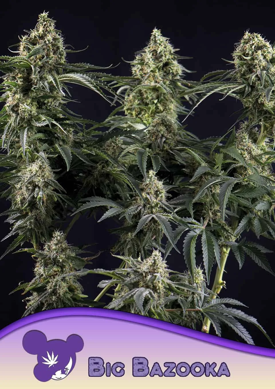 Big Bazooka – Anesia Seeds – feminized