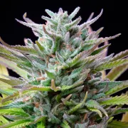 Watermelon – Royal Queen Seeds – Feminized