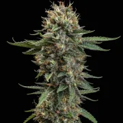 Watermelon – Royal Queen Seeds – Feminized