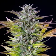 Watermelon – Royal Queen Seeds – Feminized