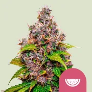 Watermelon – Royal Queen Seeds – Feminized