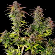 Cookies Gelato – Royal Queen Seeds – Feminized