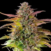 Cookies Gelato – Royal Queen Seeds – Feminized