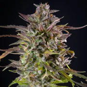 Cookies Gelato – Royal Queen Seeds – Feminized