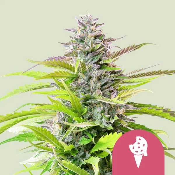 Cookies Gelato – Royal Queen Seeds – Feminized