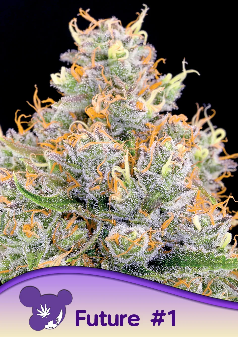 Future #1 – Anesia Seeds – feminized