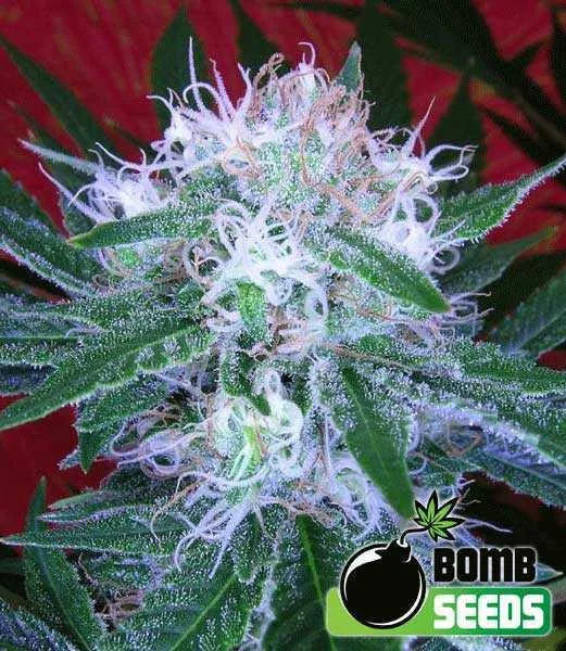 Auto Bomb – Bomb Seeds – Autoflowering