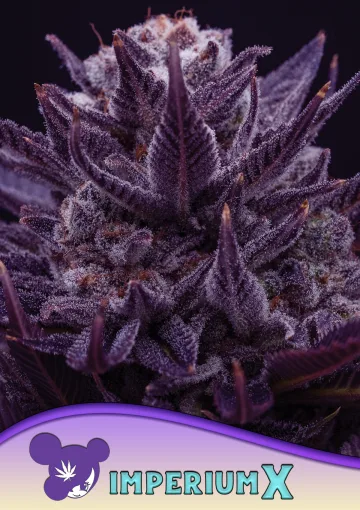IMPERIUM X® – Anesia Seeds – feminized