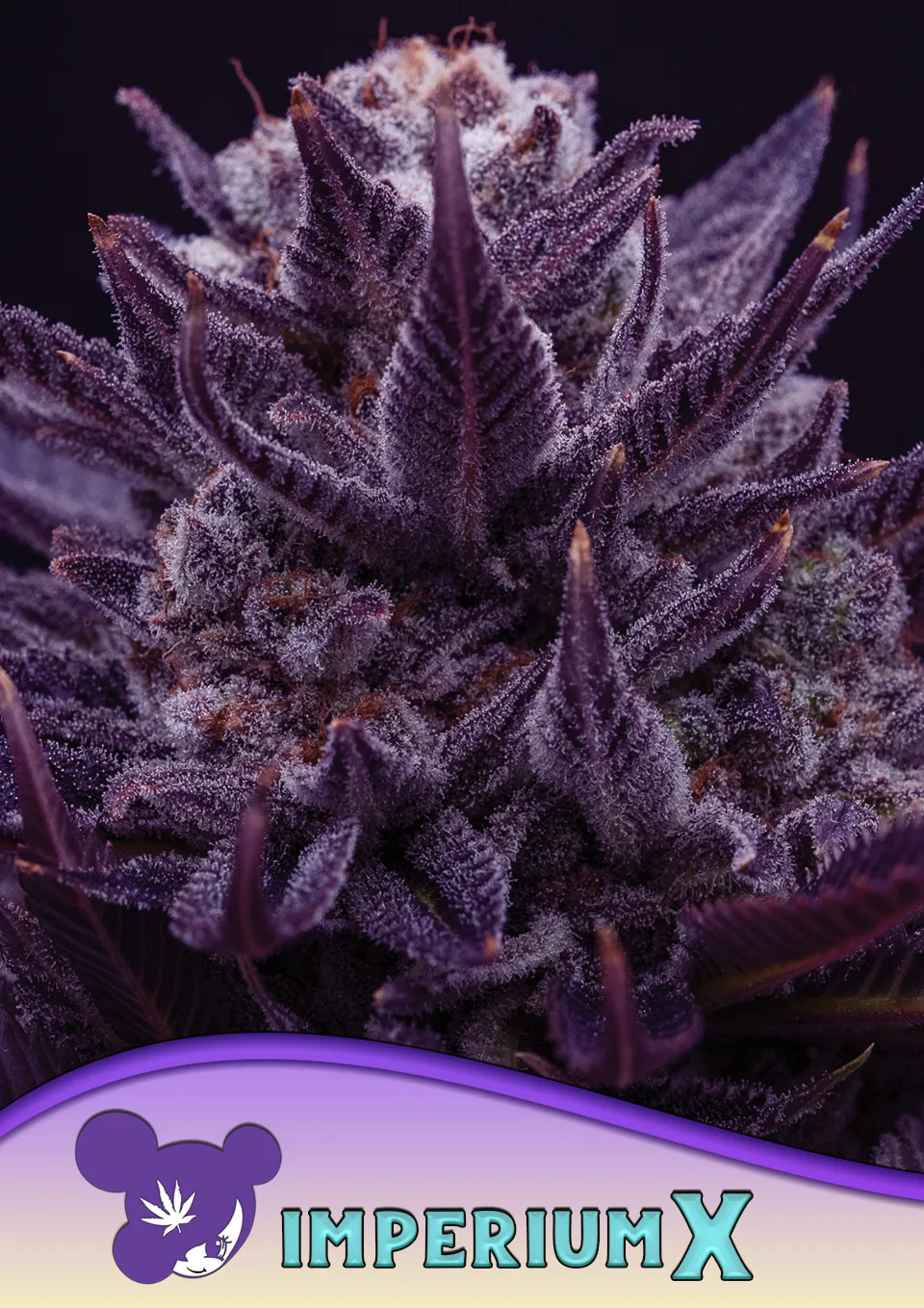 IMPERIUM X® – Anesia Seeds – feminized