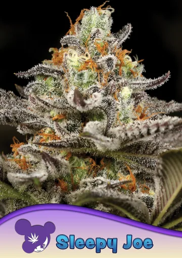 Sleepy Joe – Anesia Seeds – feminized