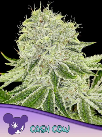 Cash Cow – Anesia Seeds – feminized