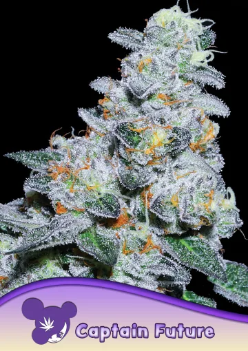 Captain Future – Anesia Seeds – feminized