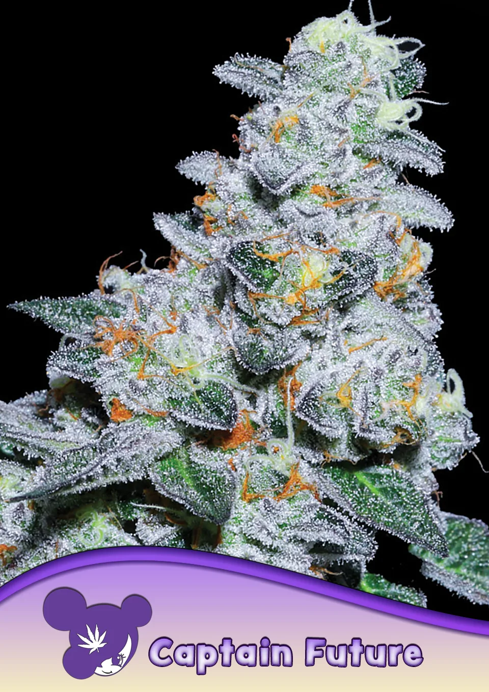 Captain Future – Anesia Seeds – feminized