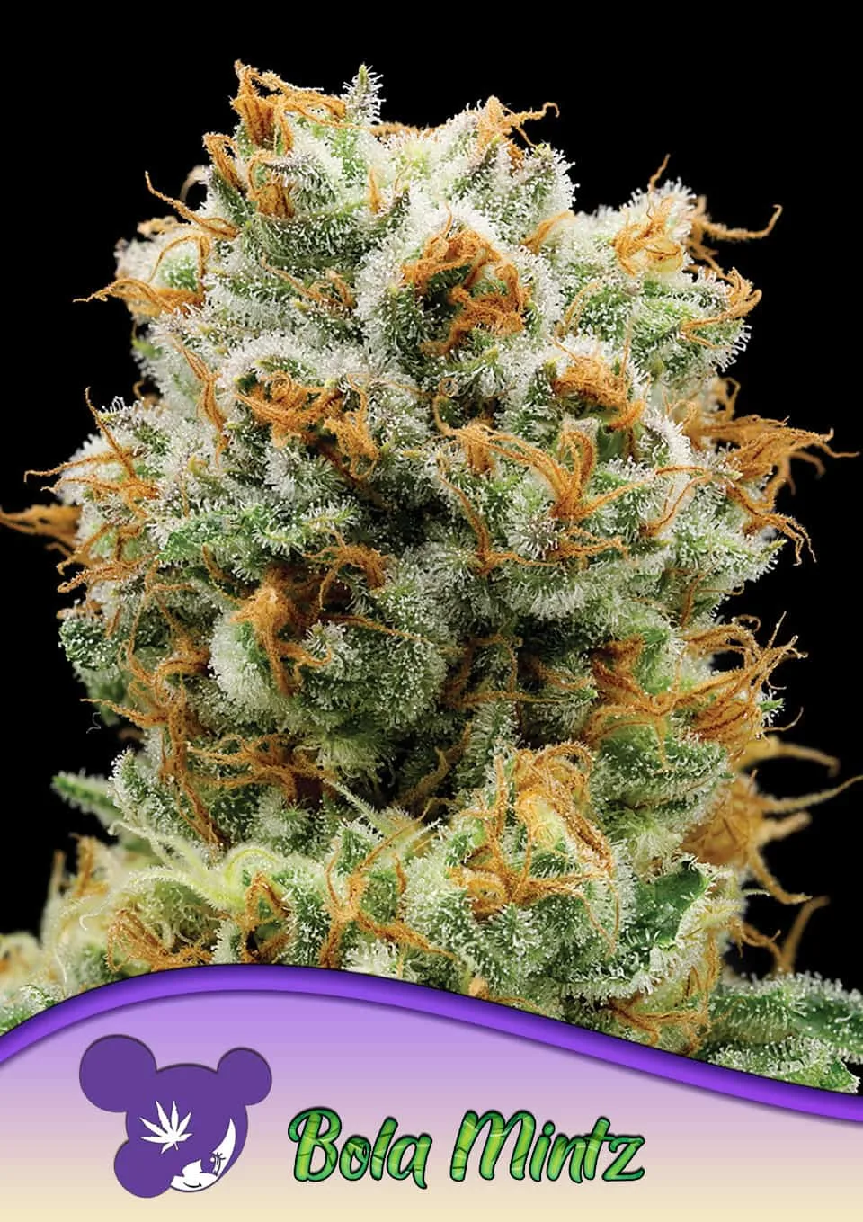 Bola Mintz® – Anesia Seeds – feminized