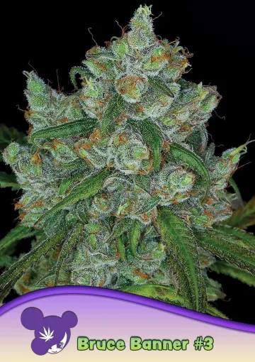 Bruce Banner #3 – Anesia Seeds – feminized