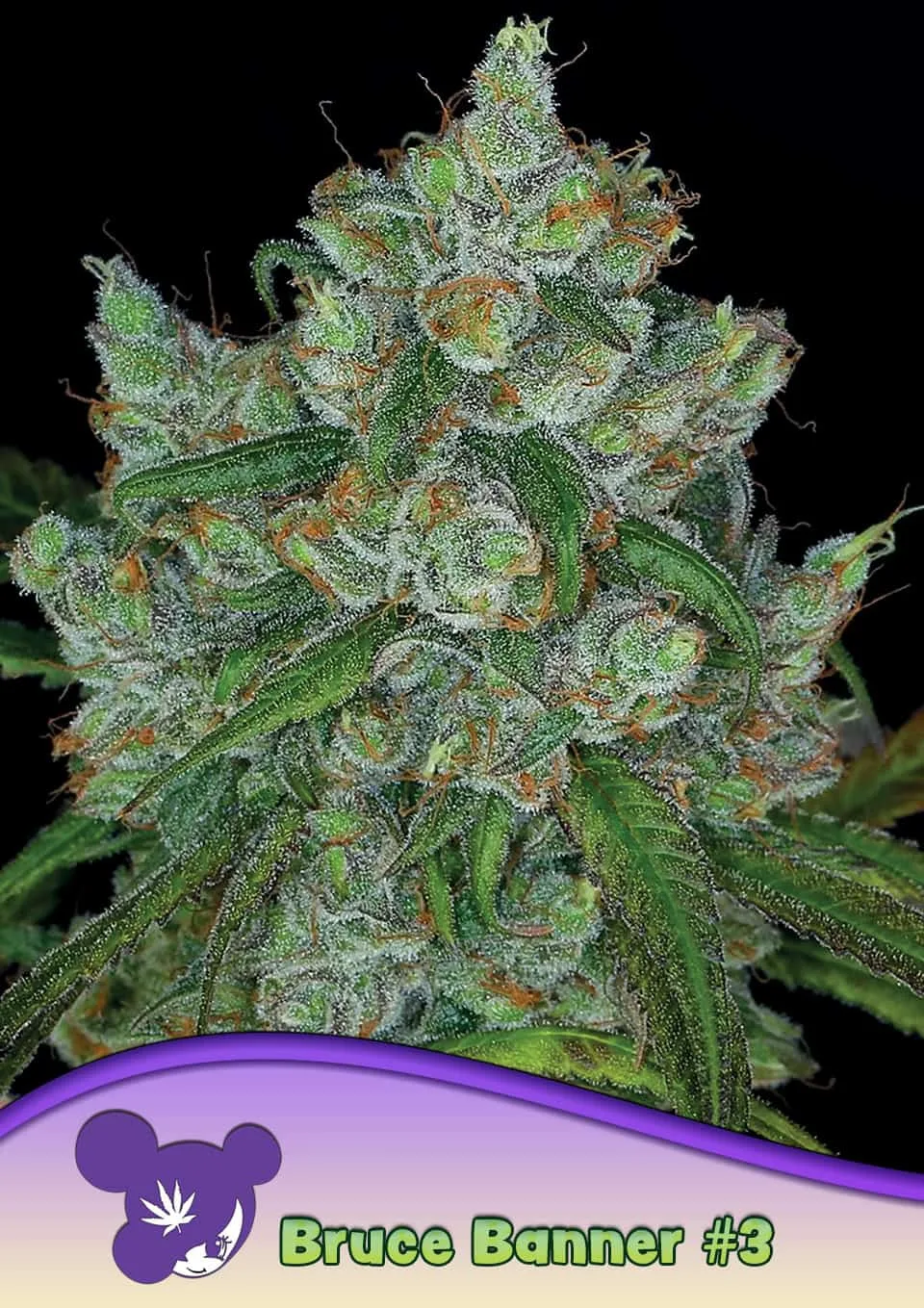 Bruce Banner #3 – Anesia Seeds – feminized