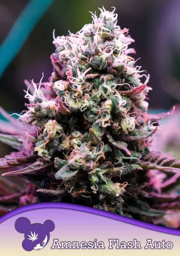 Amnesia Flash Auto – Anesia Seeds – autoflowering