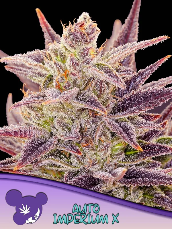 Auto Imperium X® – Anesia Seeds – autoflowering