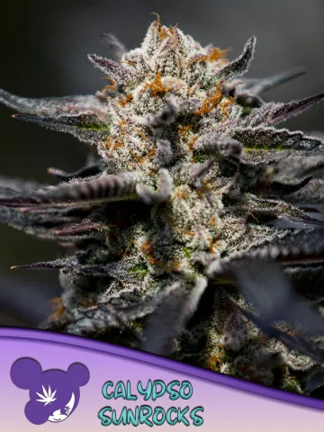 Calypso Sunrocks – Anesia Seeds – feminized