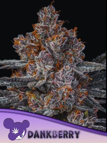 Dankberry – Anesia Seeds – feminized
