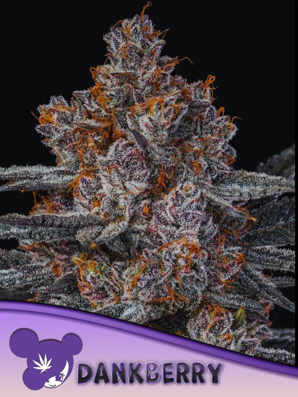 Dankberry – Anesia Seeds – feminized