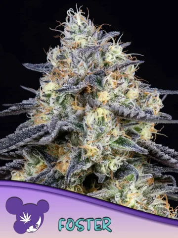 Foster – Anesia Seeds – feminized