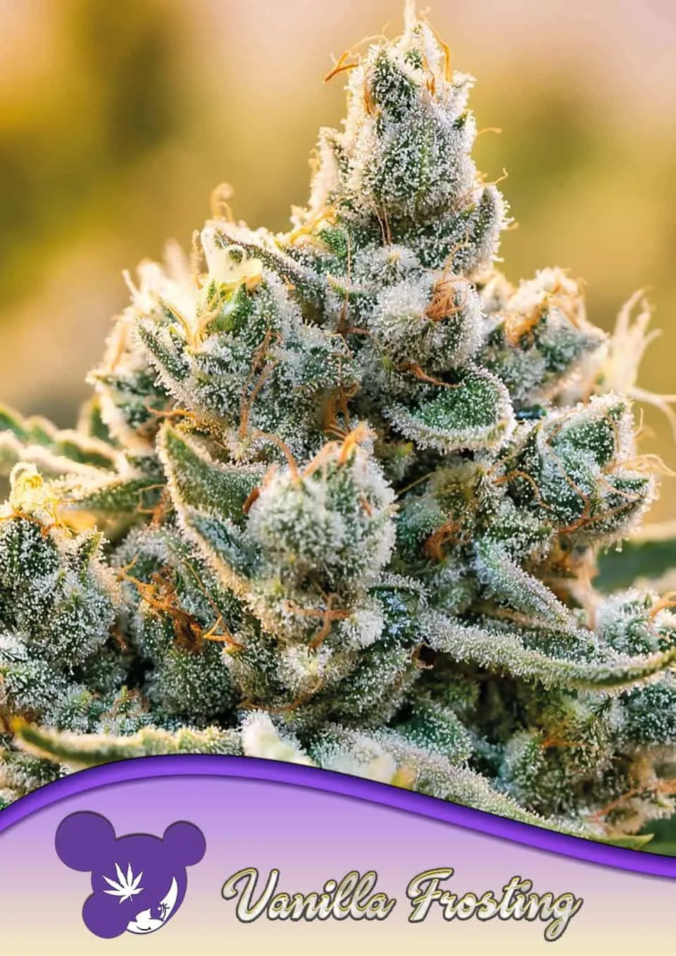 Vanilla Frosting – Anesia Seeds – feminized