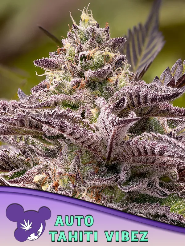 Tahiti Vibez Auto – Anesia Seeds – autoflowering