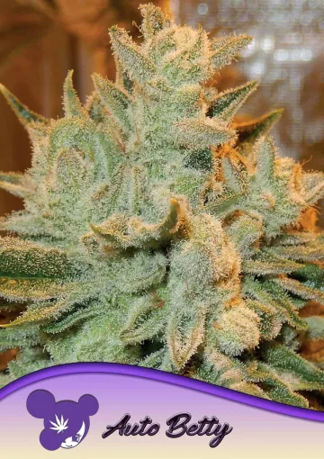Auto Betty – Anesia Seeds – autoflowering