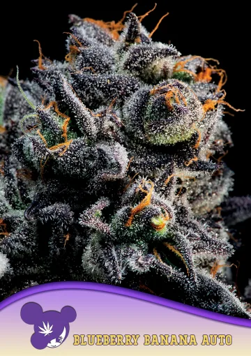 Auto Blueberry Banana – Anesia Seeds – autoflowering