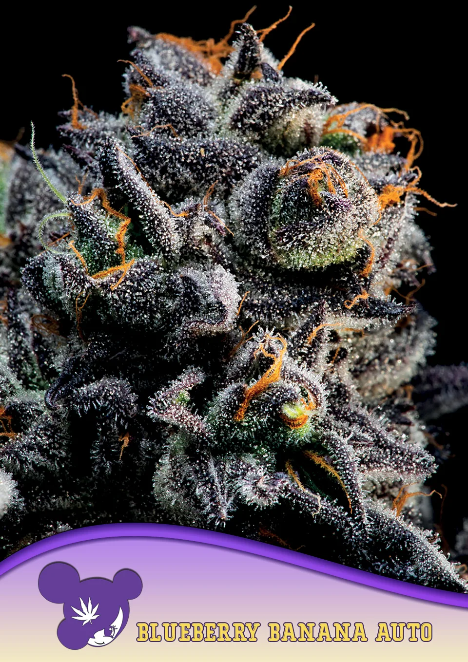 Auto Blueberry Banana – Anesia Seeds – autoflowering
