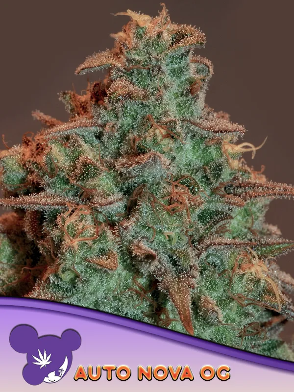 Auto Nova OG – Anesia Seeds – autoflowering