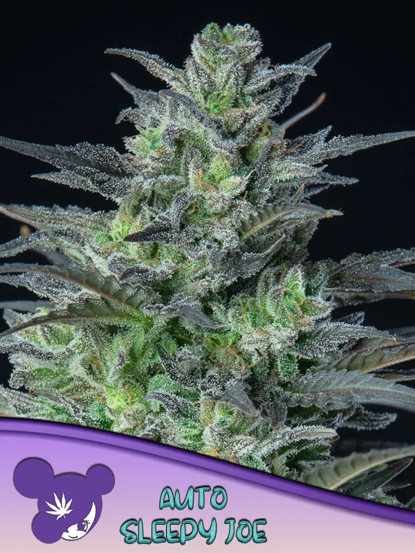 Auto Sleepy Joe – Anesia Seeds – autoflowering