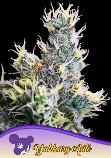 Auto Yuhbary – Anesia Seeds – autoflowering