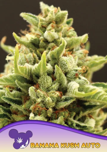 Banana Kush Auto – Anesia Seeds – autoflowering