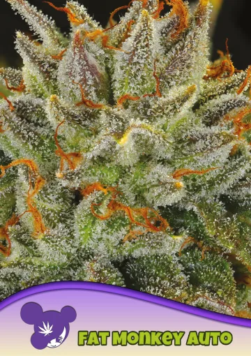Fat Monkey Auto – Anesia Seeds – autoflowering