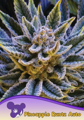 Pineapple Runtz Auto – Anesia Seeds – autoflowering