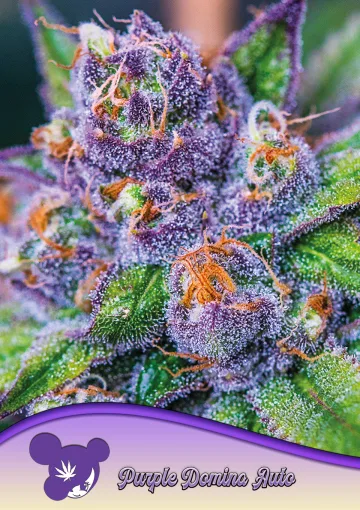 Purple Domina Auto – Anesia Seeds – autoflowering