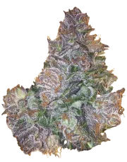 Berry Bomb Regular – Bomb Seeds – Regular