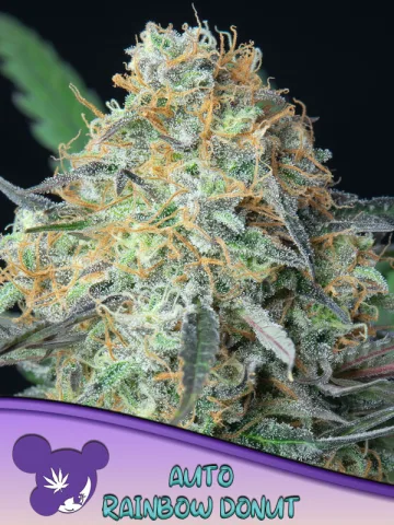 Rainbow Donut Auto – Anesia Seeds – autoflowering