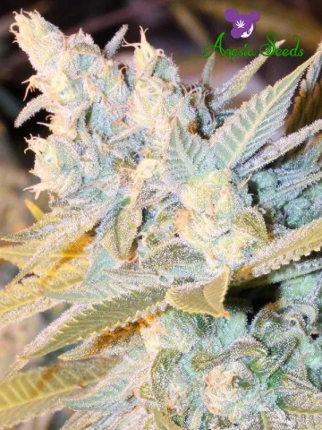 Triple Cheese Auto – Anesia Seeds – autoflowering