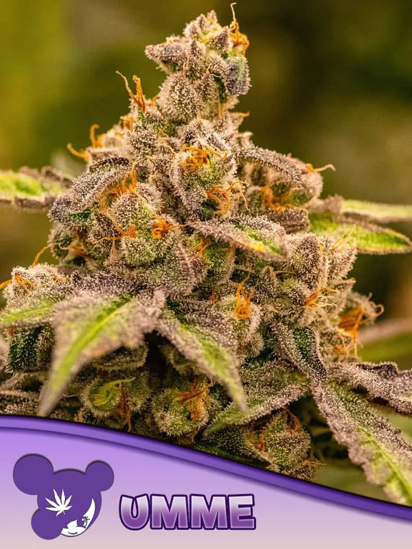 UMME – Anesia Seeds – feminized