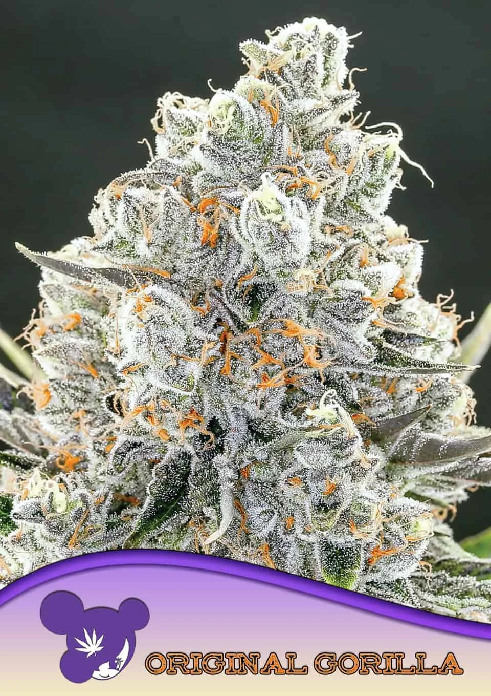 Original Gorilla #4 – Anesia Seeds – feminized
