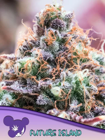 Future Island – Anesia Seeds – feminized