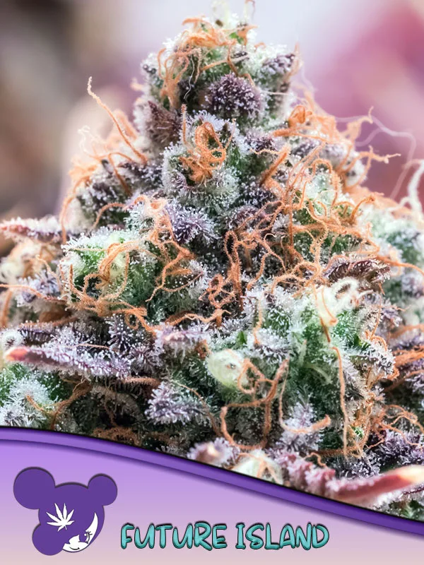Future Island – Anesia Seeds – feminized