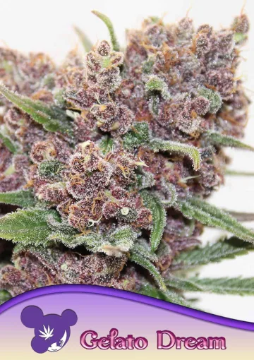 Gelato Dream – Anesia Seeds – feminized